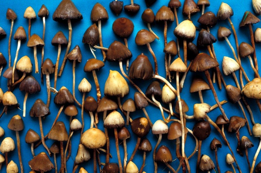 Shocking Study Reveals Magic Mushrooms Aren't Magic