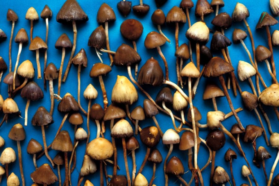 Shocking Study Reveals Magic Mushrooms Aren't Magic