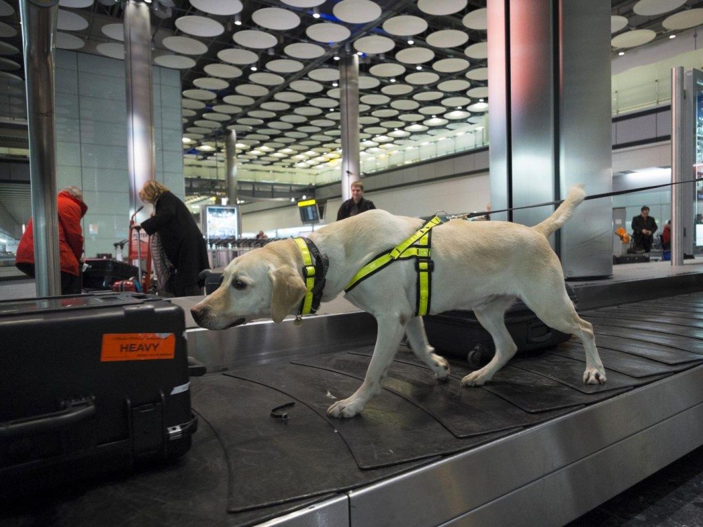 Sniffer dog wobbly ketamine bust