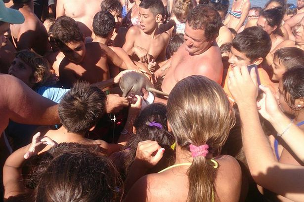 Selfie Dolphin Humn Drowns Facebook Instagram Twitter Snapchat Argentina Wunderground