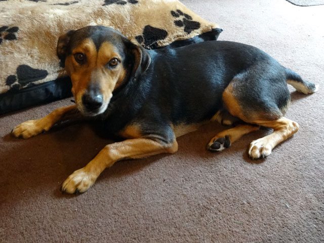 dog at party not your mate